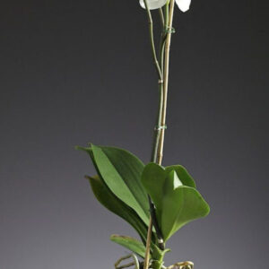 ORQUIDEA PHALANOPSIS