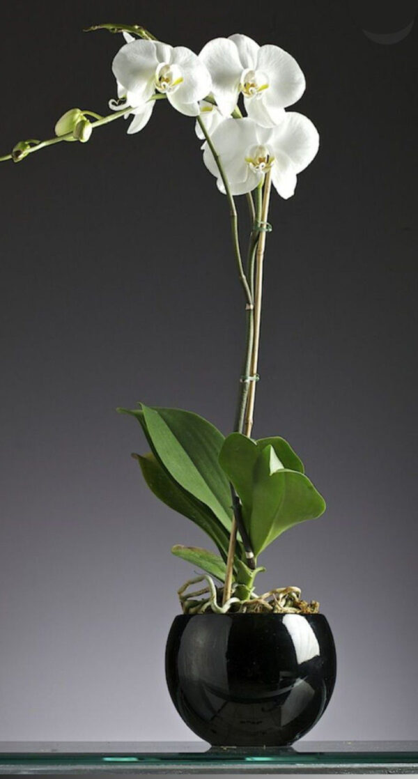 ORQUIDEA PHALANOPSIS